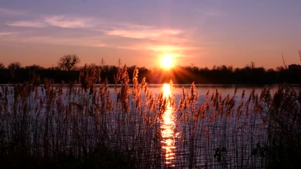 Hermoso Amanecer Sobre Agua Con Hierba Pampas Cañas Primer Plano — Vídeos de Stock