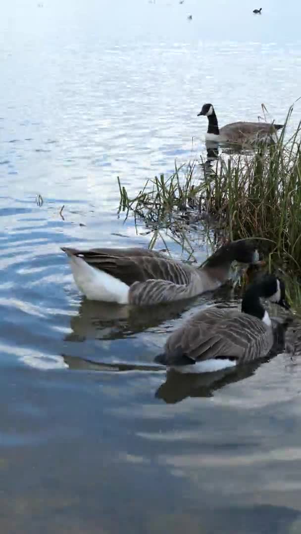 Ομάδα Γκους Του Καναδά Μαύρες Χήνες Branta Canadensis Κολυμπούν Μια — Αρχείο Βίντεο