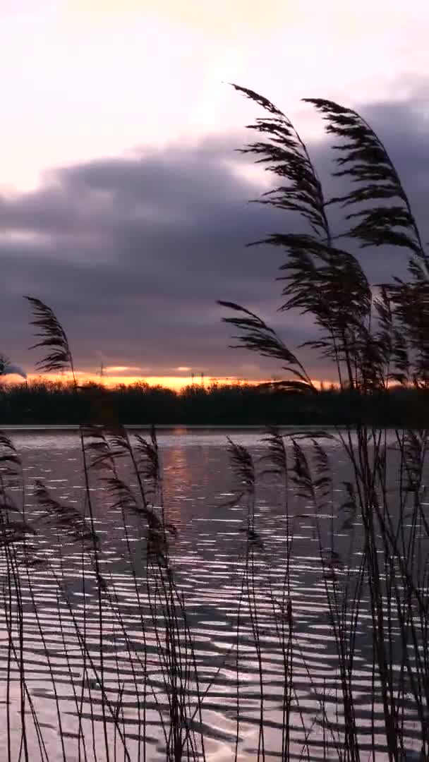 Fermer Sur Herbe Pampa Roseaux Qui Déplace Avec Vent Ciel — Video