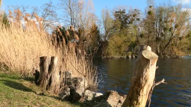 Ländliche Szenerie Baumstamm Und Pampasgras Wind Vor Einem See Enten — Stockvideo