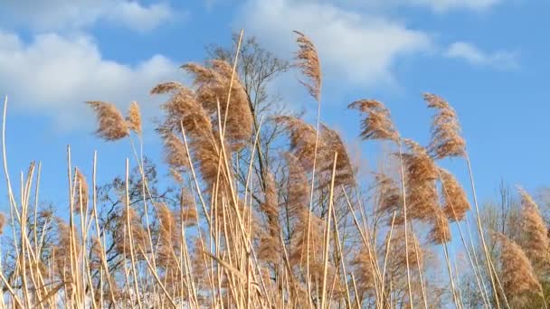 パンパスの草や葦に閉じます 背景に白い雲のある青空 — ストック動画