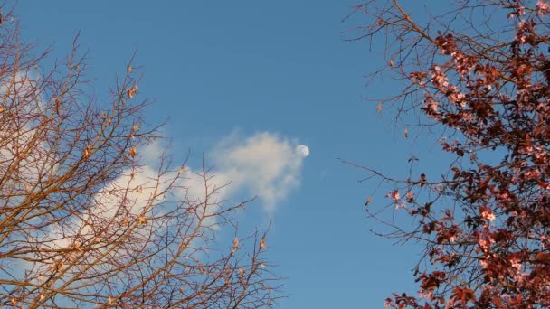 Vista Della Luna Cielo Blu Giorno Con Alcune Nuvole Vegetazione — Video Stock