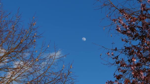 いくつかの雲と青空に月の眺め 手前の春には植生 日本の桜 — ストック動画