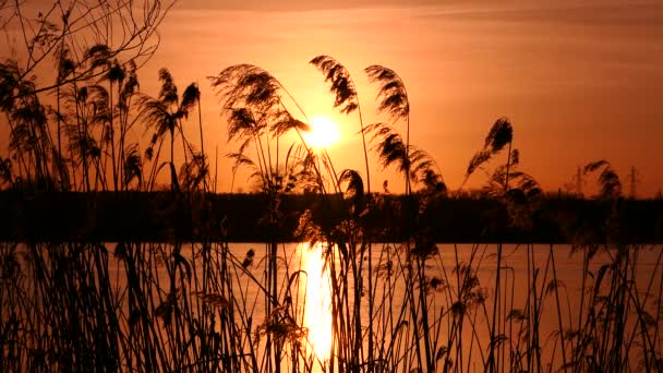 Vegetation Water Edge Close Pampas Grass Reeds Front Lake Orange — Stock Video