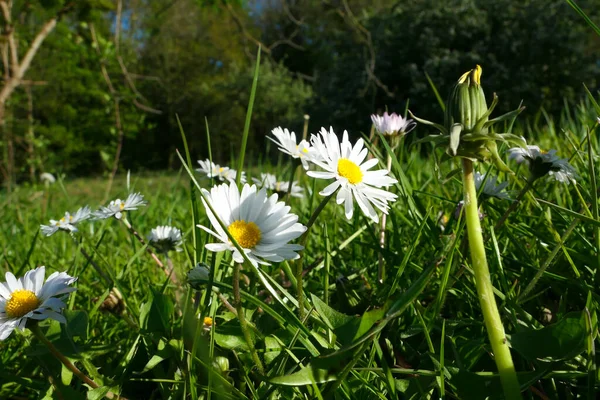 Belles Fleurs Camomille Dans Une Prairie Soleil — Photo