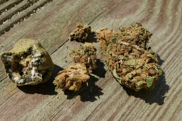 对大麻花序花的特写 大麻酚一种用于治疗的含有大麻酚的物质焦点选择 故意模糊背景 — 图库照片