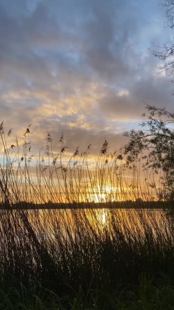 水の上に劇的な空と素晴らしい風景 湖の前にパンパスの草のシルエットを持つ農村部のシーンで日の出や日没 — ストック動画