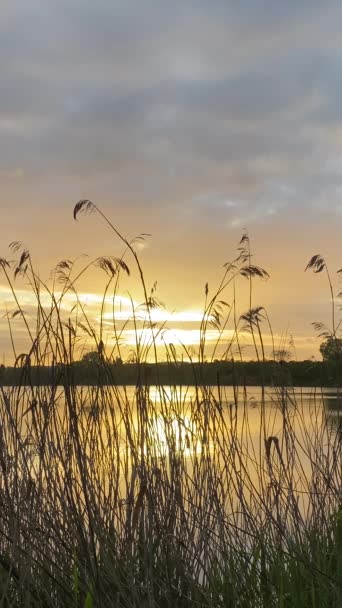 水の上に劇的な空と素晴らしい風景 湖の前にパンパスの草のシルエットを持つ農村部のシーンで日の出や日没 — ストック動画