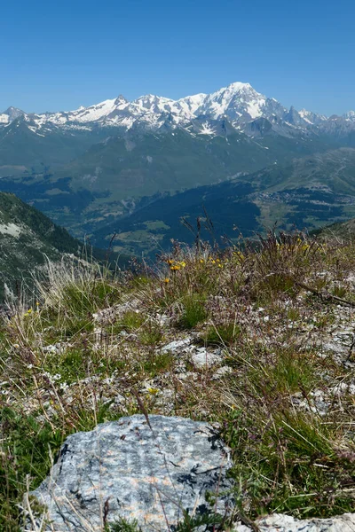 Pohled Masiv Mont Blanc Horská Krajina Létě Žlutý Květ Popředí — Stock fotografie