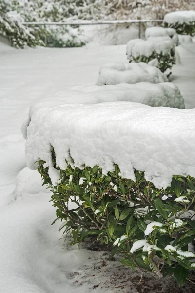 Karla kaplı sıra sıra yeşil çalılar. Kanada 'da kış — Stok fotoğraf