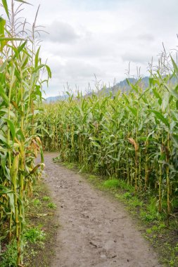 Bulutlu bir günde çiftçi mısır tarlasında çamurlu patika