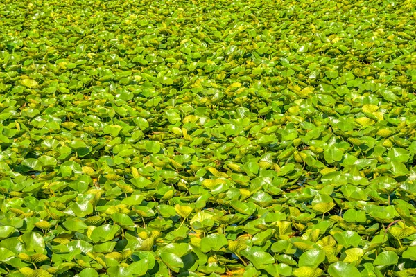 Hojas verdes de lirio de agua blanca en una superficie de agua del lago —  Fotos de Stock