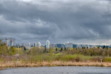 Şehir merkezine yakın doğal koruma alanında vahşi kuşlar yaşıyor.