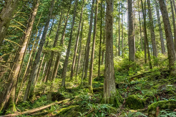 Aydınlık yaz gününde koyu yeşil orman
