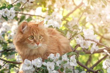 Yakından portre portresi turuncu kürk kedi, sarı gözler ve elma ağacı beyaz çiçek arka planı