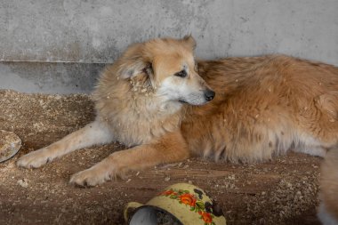 Kapalı portre, üzgün evsiz, terk edilmiş kahverengi köpek.