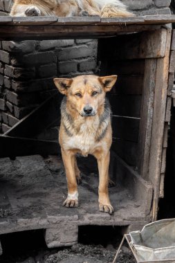 Metal kafese kapatılmış üzgün köpek yavrusu portresi. Evsiz köpek konsepti