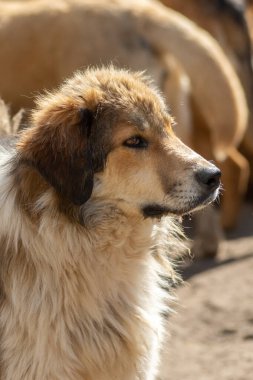 Kapalı portre, üzgün evsiz, terk edilmiş kahverengi köpek.