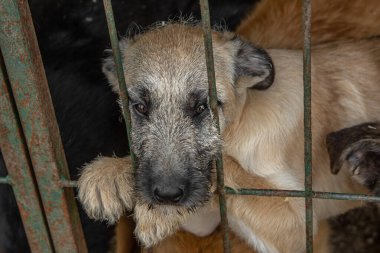Kapalı portre üzgün yavru köpek metal kafeste kilitli. Evsiz köpek konsepti
