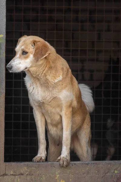 Close Portret Triest Dakloze Verlaten Bruin Hond Buiten — Stockfoto