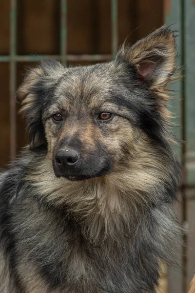 Nahaufnahme Porträt Trauriger Hundewelpe Eingesperrt Metallkäfig Konzept Des Obdachlosen Hundes — Stockfoto