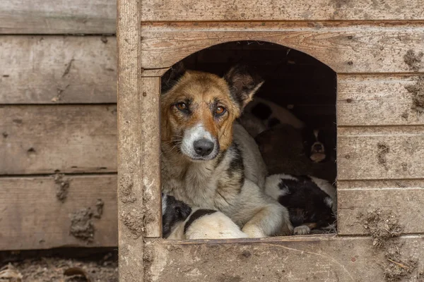 Primer Plano Retrato Triste Sin Hogar Abandonado Perro Perro Refugio — Foto de Stock