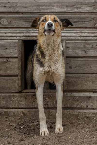 Primer Plano Retrato Triste Sin Hogar Abandonado Perro Perro Refugio — Foto de Stock