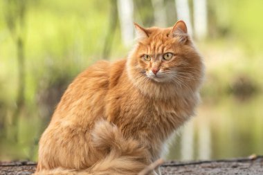 portre kırmızı kürk kedi yeşil yaz çimlerinde nehir kenarında parlak güneş arka planda parlıyor