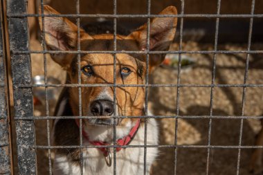 Metal kafese kapatılmış üzgün köpek yavrusu portresi. Evsiz köpek konsepti