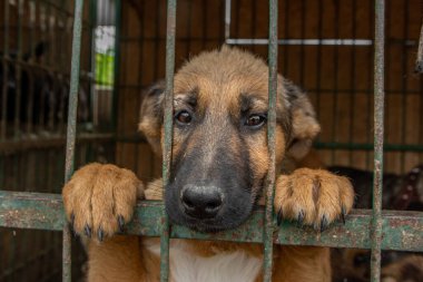 Metal kafese kapatılmış üzgün köpek yavrusu portresi. Evsiz köpek konsepti