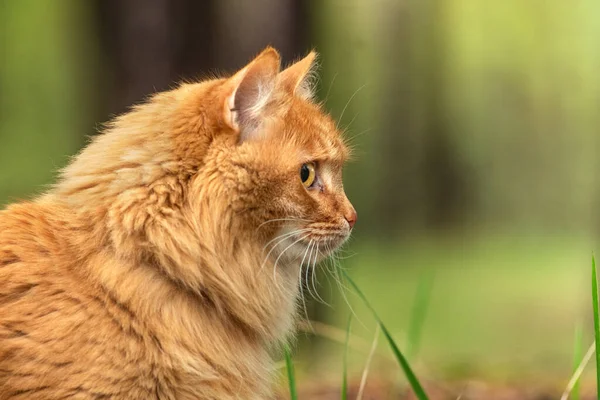 緑の夏の草の中に赤い毛皮の猫を描いた — ストック写真