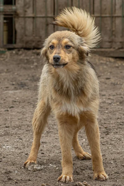 Nahaufnahme Porträt Traurige Obdachlose Ausgesetzt Braunen Hund Freien — Stockfoto