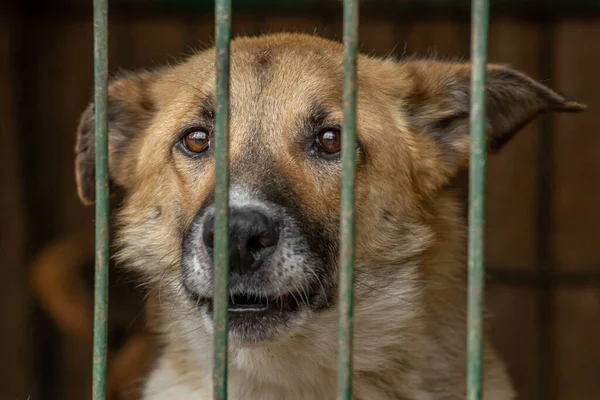 特写悲惨的小狗被锁在金属笼里 无家可归的狗的概念 — 图库照片