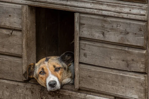 Primer Plano Retrato Triste Sin Hogar Abandonado Perro Perro Refugio — Foto de Stock