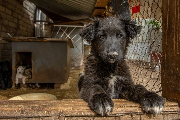 Primer Plano Retrato Triste Sin Hogar Abandonado Perro Perro Refugio — Foto de Stock