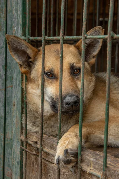 Closeup Portrait Sad Dog Puppy Locked Metal Cage Concept Homeless — Stock Photo, Image