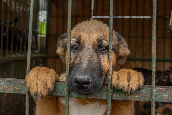 Metal kafese kapatılmış üzgün köpek yavrusu portresi. Evsiz köpek konsepti