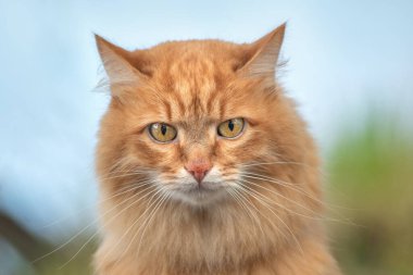 portre kırmızı kürk kedi yeşil yaz çimlerinde parlak güneş mavi arka planda parlıyor