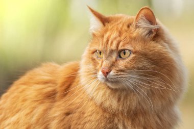 portre kırmızı kürk kedi yeşil yaz çimlerinde ve parlak güneş arka planda parlıyor