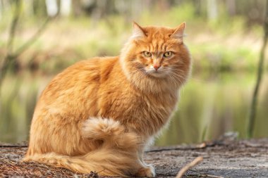 portre kırmızı kürk kedi yeşil yaz çimlerinde ve parlak güneş arka planda parlıyor