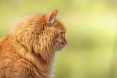 portre kırmızı kürk kedi yeşil yaz çimlerinde ve parlak güneş arka planda parlıyor