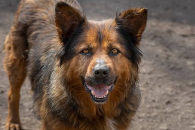 Kapalı portre, üzgün evsiz, terk edilmiş kahverengi köpek.