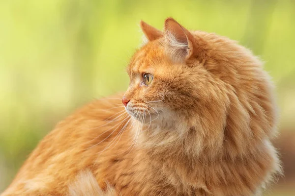 Porträtt Röd Päls Katt Grön Sommar Gräs Med Ljus Sol — Stockfoto