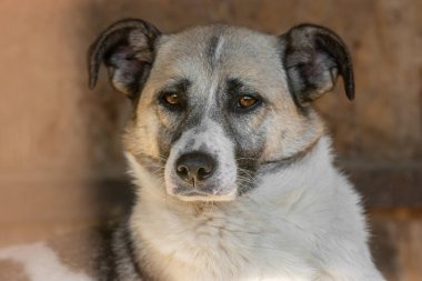 Kapalı portre. Evsiz, üzgün, açık havada terk edilmiş renkli bir köpek.