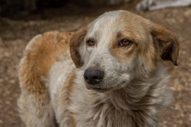 Kapalı portre. Evsiz, üzgün, açık havada terk edilmiş renkli bir köpek.