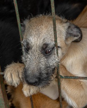 Kapalı portre üzgün yavru köpek metal kafeste kilitli. Evsiz köpek konsepti