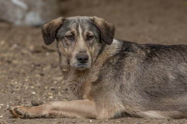Kapalı portre. Evsiz, üzgün, terk edilmiş, kahverengi köpek.