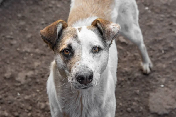 Primer Plano Retrato Triste Sin Hogar Abandonado Perro Color Aire — Foto de Stock