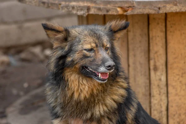 閉じられた肖像画悲しいホームレスは屋外で茶色の犬を放棄 — ストック写真