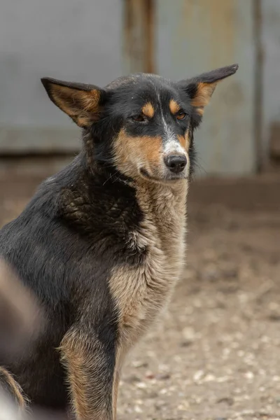 Nahaufnahme Porträt Traurige Obdachlose Ausgesetzt Farbigen Hund Freien — Stockfoto